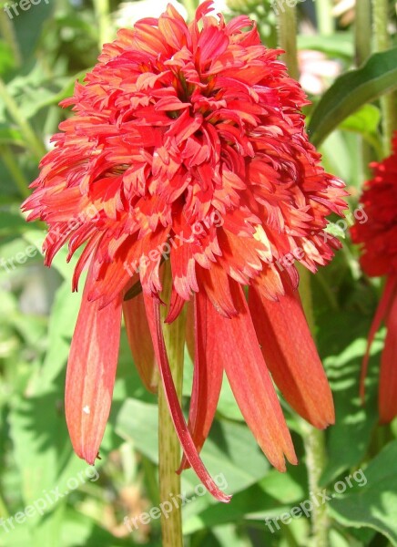 Echinacea Hot Papaya Coneflower Plant