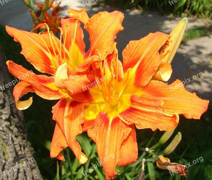 Kwanzo Daylily Orange Flower Bloom