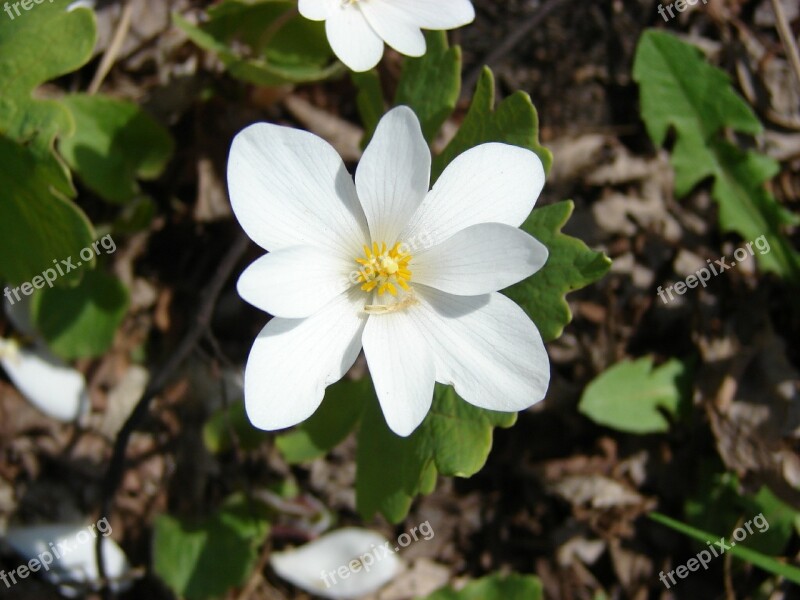 Flower Wild Sanguinaria Canadensis White