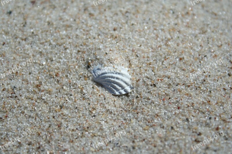 Seashell Sand Beach Sea Summer