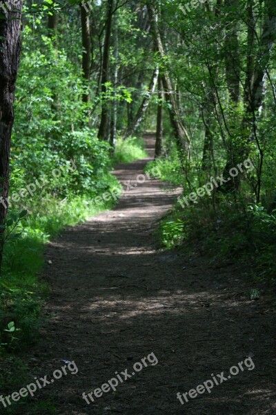 Way The Path Forest Trail Tree