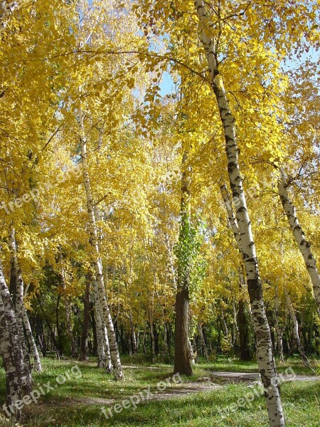 Birch Autumn Park Trees Golden Autumn