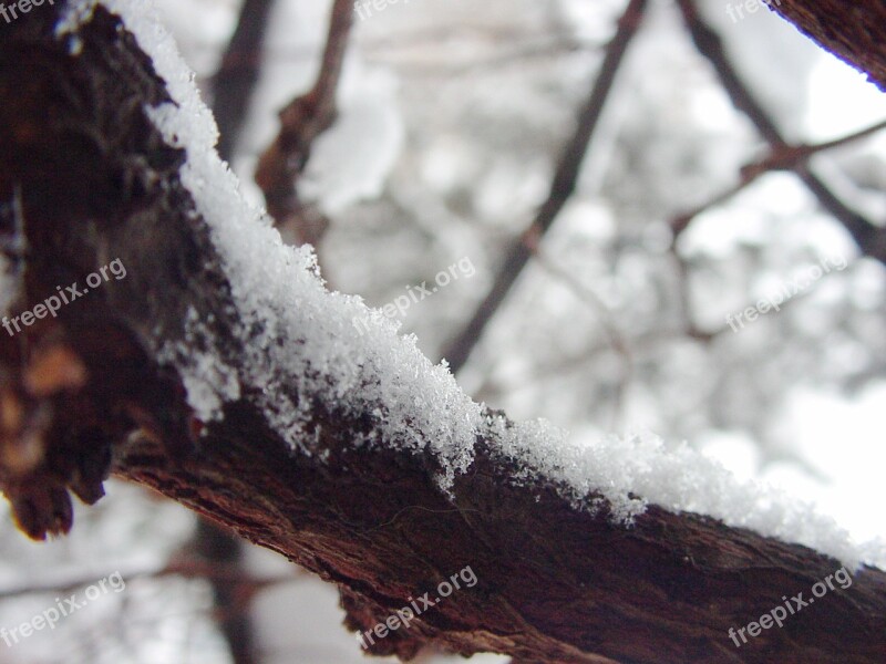 Snow Branch Snowflakes Cold Frost