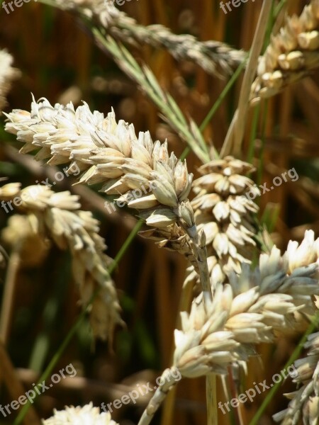 Cereals Spike Field Nature Agriculture