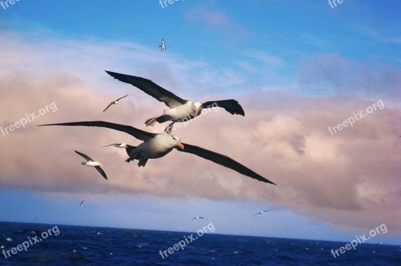 Albatros Birds Aquatic Landscape Waterfowl