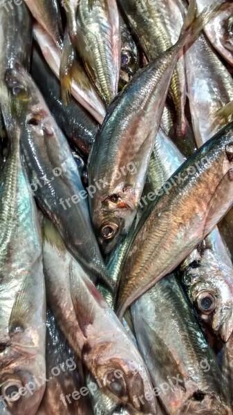 Fish Horse Mackerel Sea Fish Shop Free Photos