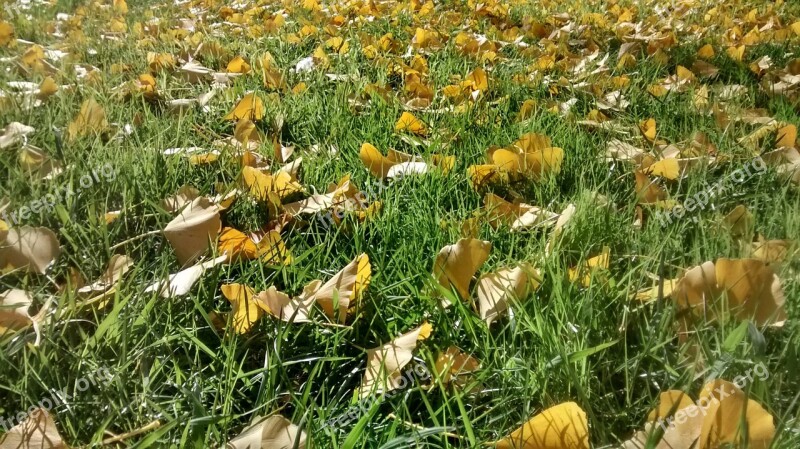 Leaf Litter Autumn Garden Landscape Nature