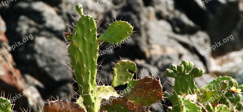 Cactus Landscape Nature Free Photos