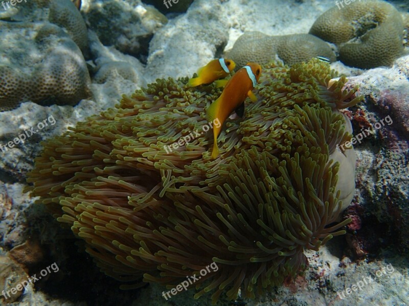 Anemone Fish Fish Underwater Sea Anemone