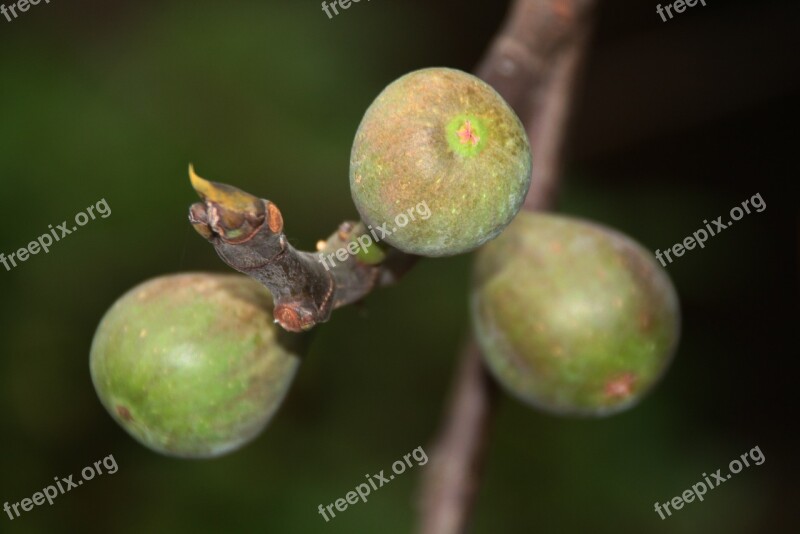 Fig Tree Fig Branch Tree Nature