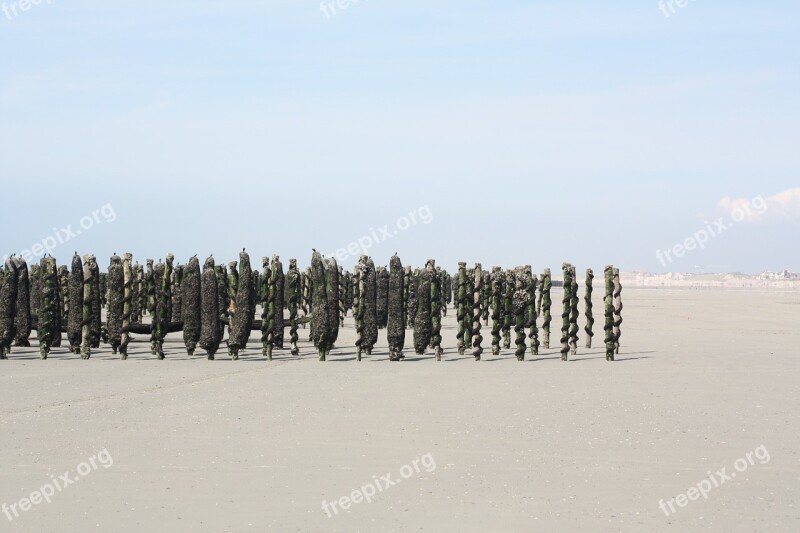 Mussel Sea Beach Horizon Sand