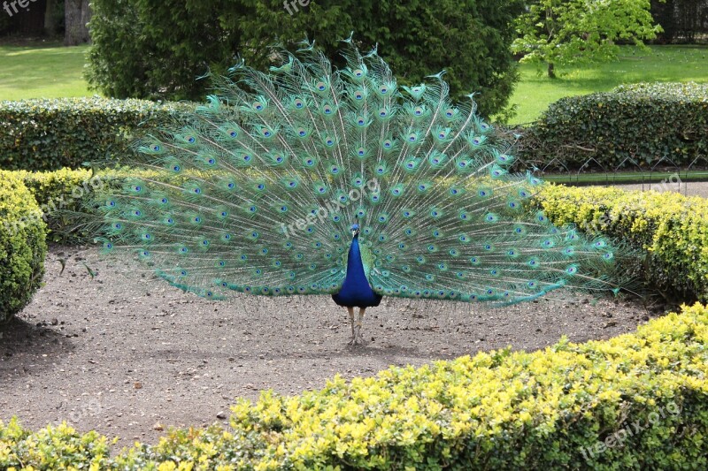 Peacock Blue Bird Feather Green