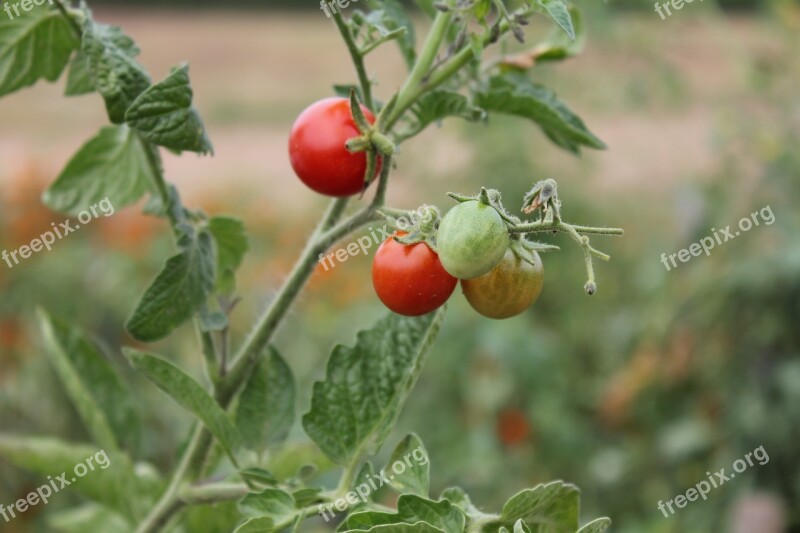 Tomato Green Red Groceries Grow