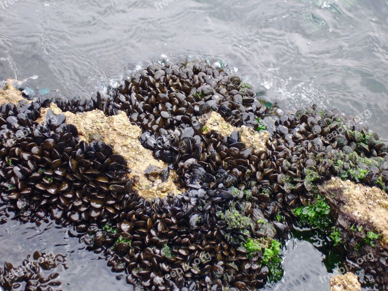 Mussels Sea Beach Vacations Coast