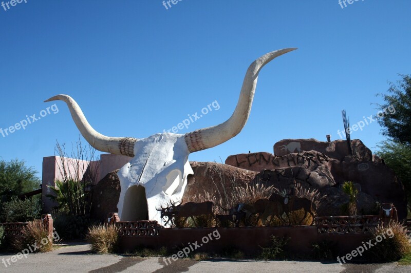 Longhorn Arizona Southwest Cattle White