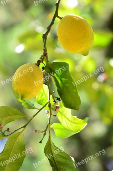 Lemon Vitamins Citrus Fruits Fruits Free Photos