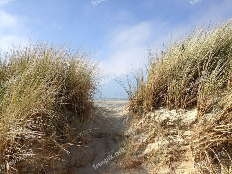 Dune North Sea Beach Landscape Grasses