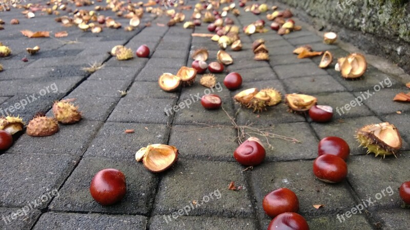 Chestnut Autumn Brown Seeds Free Photos