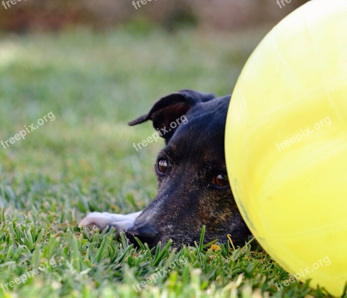 Dog Relax Garden Lazy Tired