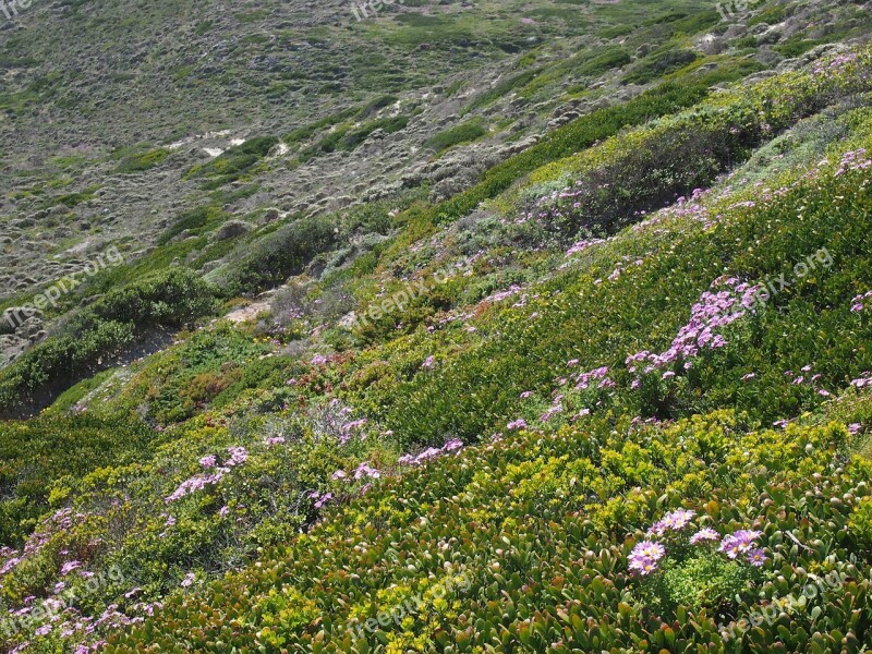 Heide Cape Of Good Hope Plant Green South Africa