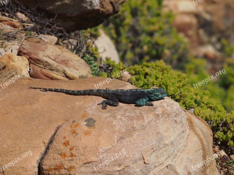 Lizard Animal South Africa Rock Free Photos