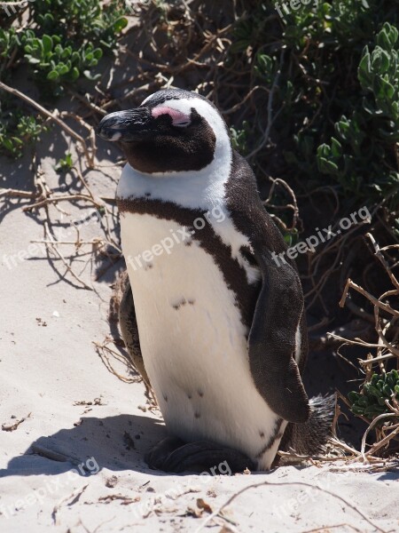 Penguin Bird South Africa Beach Sand