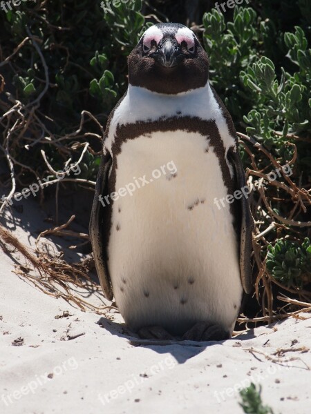 Penguin Bird South Africa Beach Sand