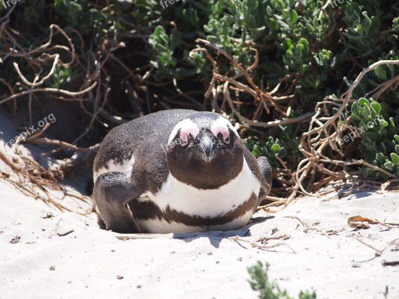 Penguin South Africa Star Beach Water