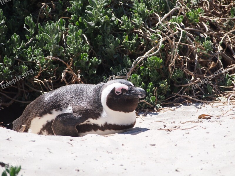 Penguin South Africa Cape Concerns Beach