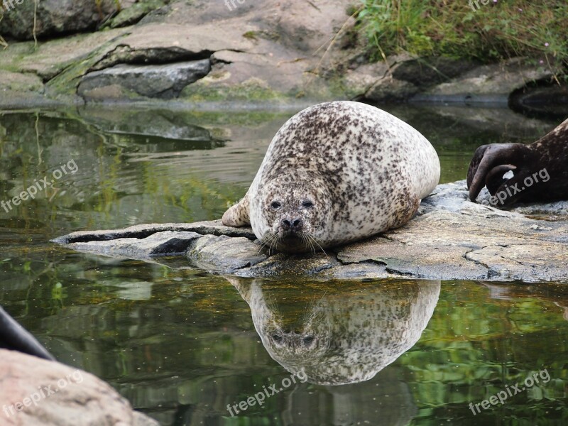 Robbe Seal Mirroring Nature Doze