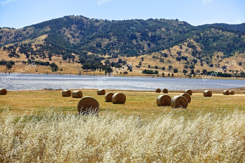 Hay Bales Harvest Hay Agriculture Bale