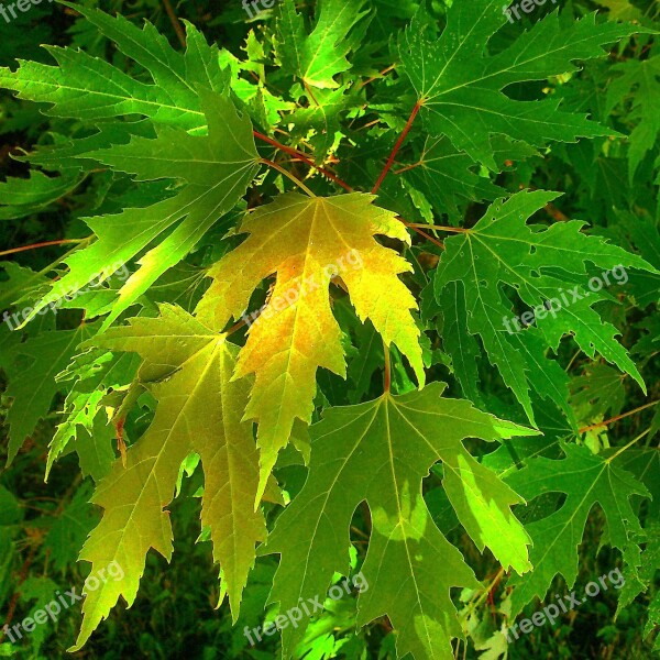 Leaves Nature Day Summer Free Photos