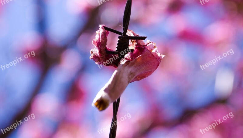 Barbed Wire Flower Rosa Free Photos