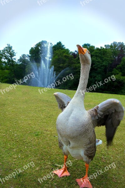 Goose Fountain Dancing Merry Free Photos