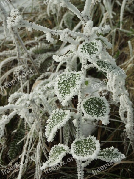 Winter Frost Frozen Free Photos