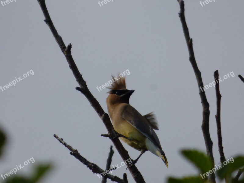 Cedar Waxwing Wild Hair Bird Free Photos