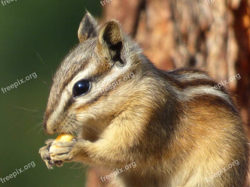 Chipmunk Animal Forest Nature Eat