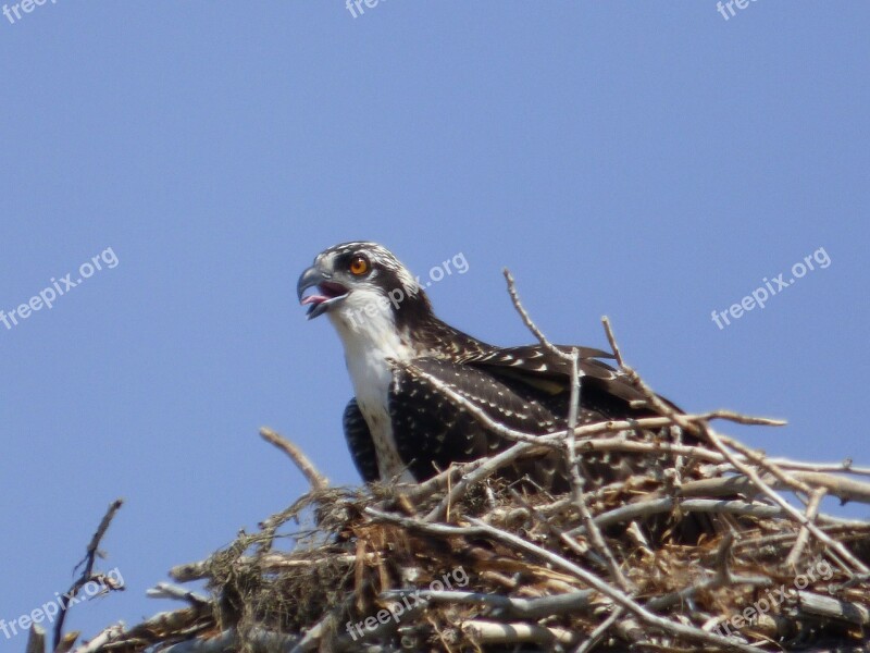 Osprey Nest Nature Bird Free Photos