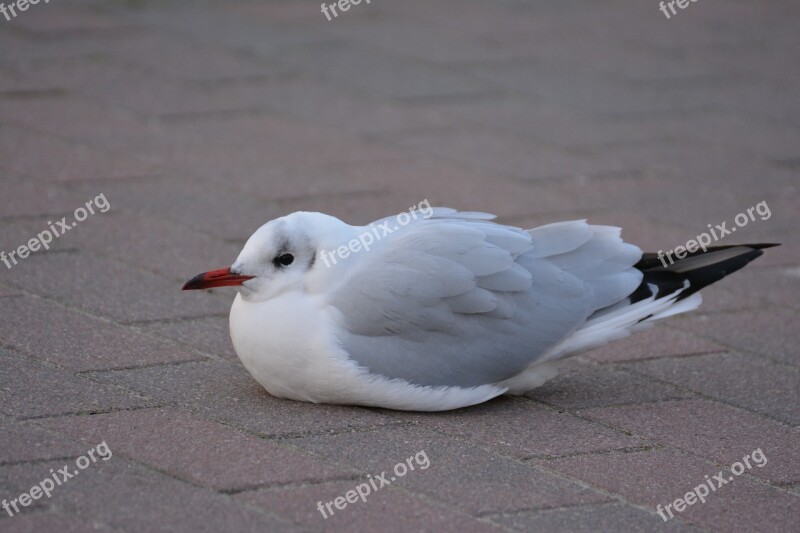 Seagull Black Headed Gull Cold Species Animals