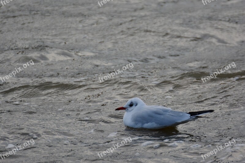 Seagull Water Cold Swim Bird