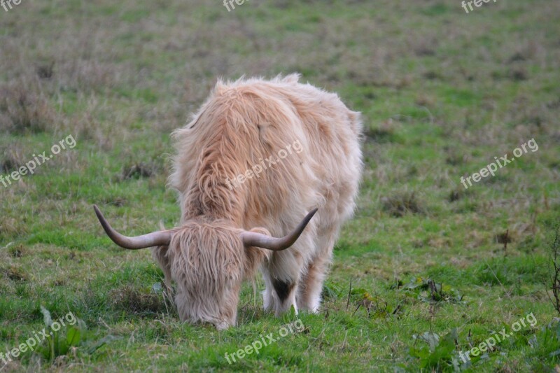 Highlands Cow Beef Meadow Calf