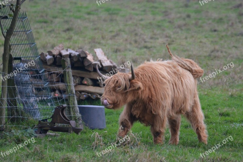 Highlands Cow Agriculture Beef Meadow