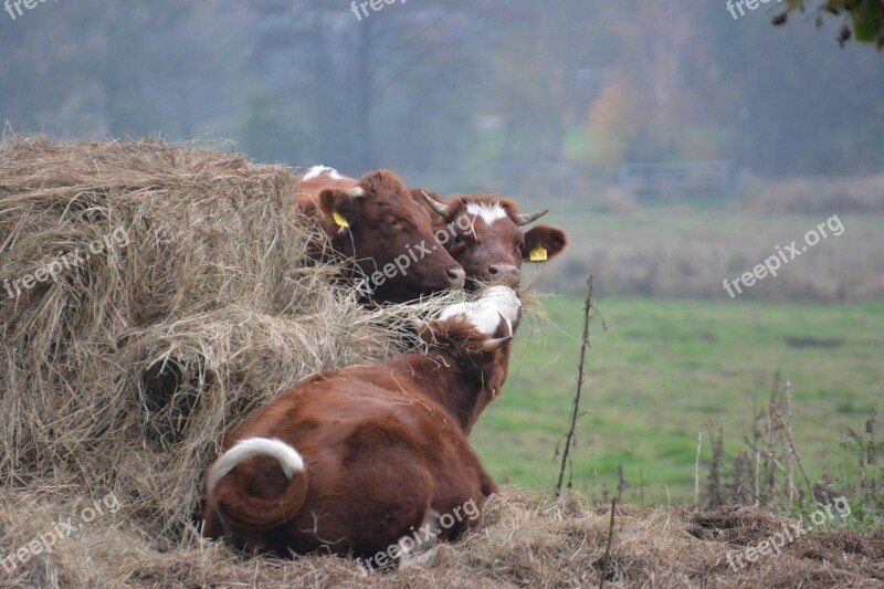 Cows Cattle Animal Pasture Ruminant