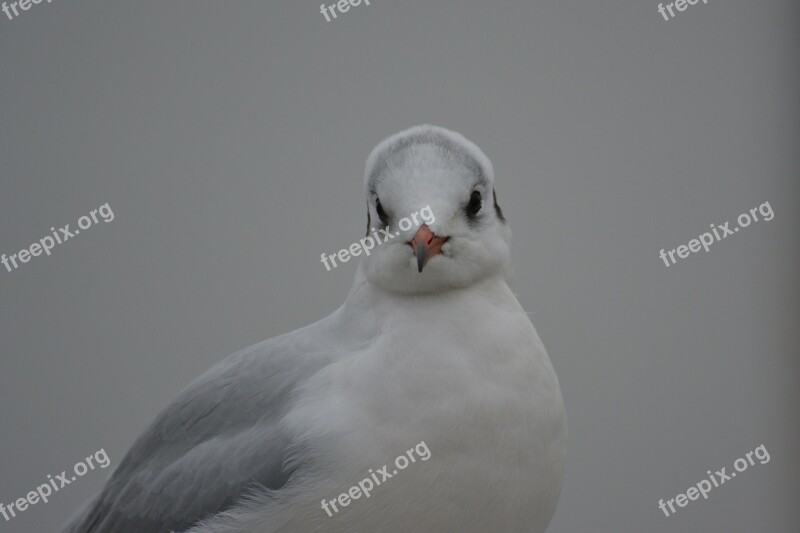 Seagull Black Headed Gull Species Animals Water Bird