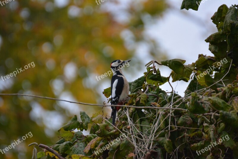 Great Spotted Woodpecker Bird Woodpecker Animal Colorful