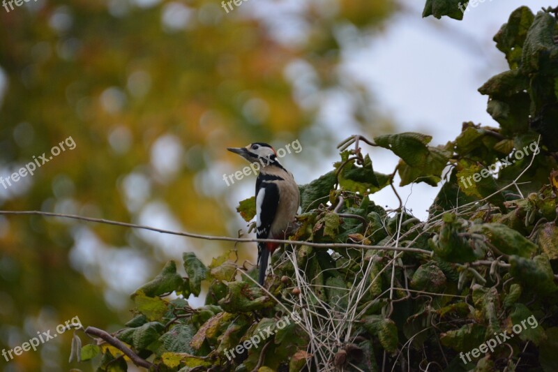 Great Spotted Woodpecker Bird Nature Woodpecker Animal