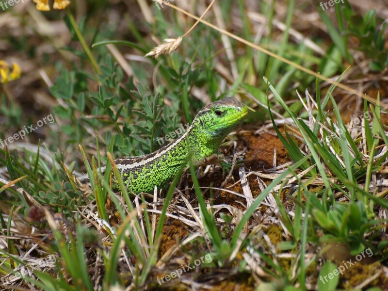 Lizard Animal Reptile Nature Emerald Lizard