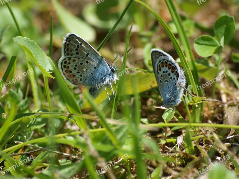 Lycaenidae Butterflies Meadow Nature Insect