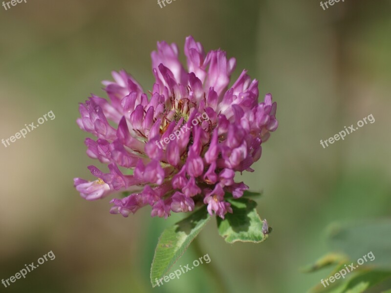 Clover Flower Klee Blossom Bloom Pointed Flower