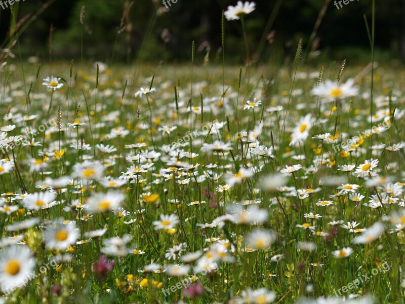 Daisies Flower Meadow Flowers Meadow Summer